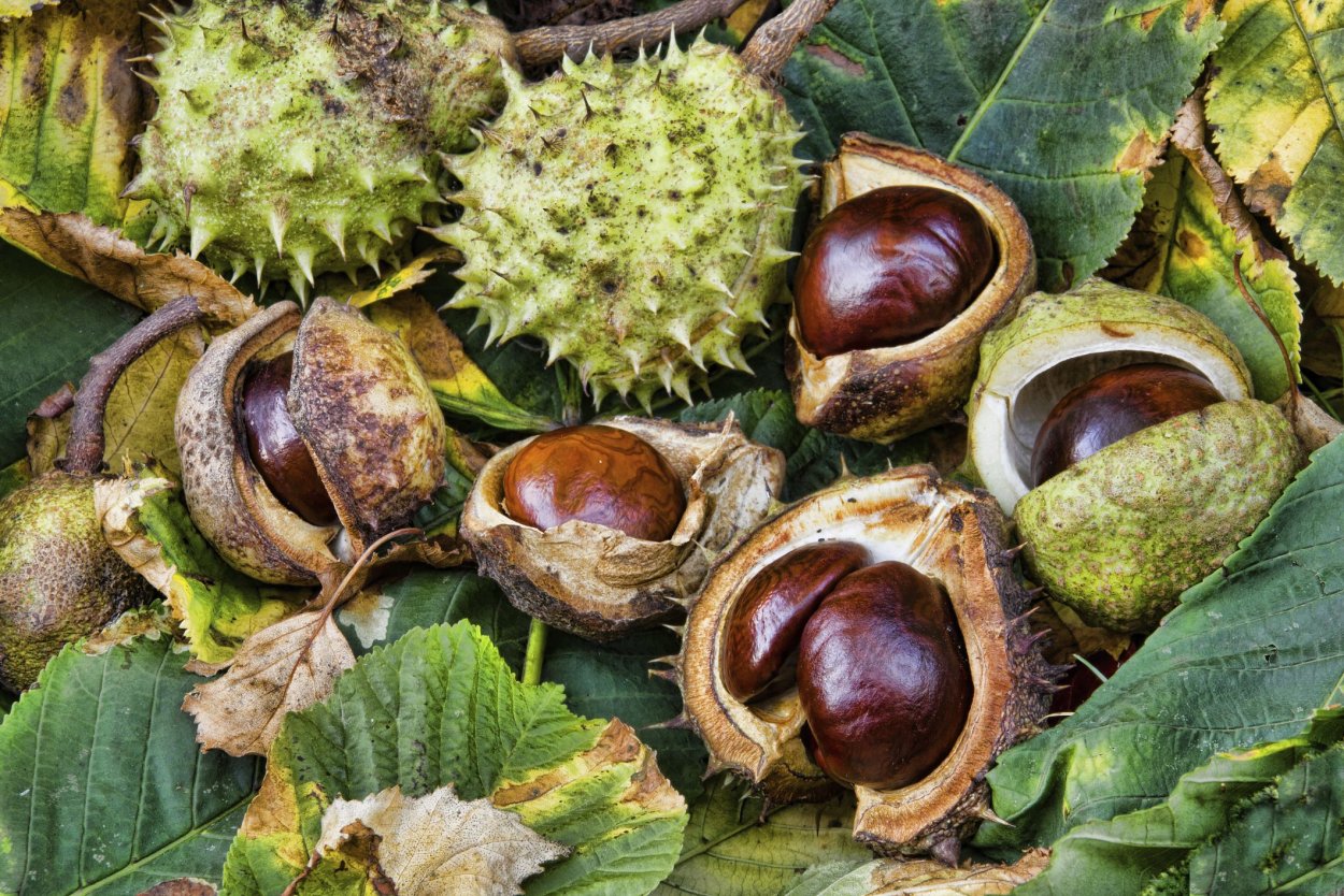 Конский каштан и съедобный каштан