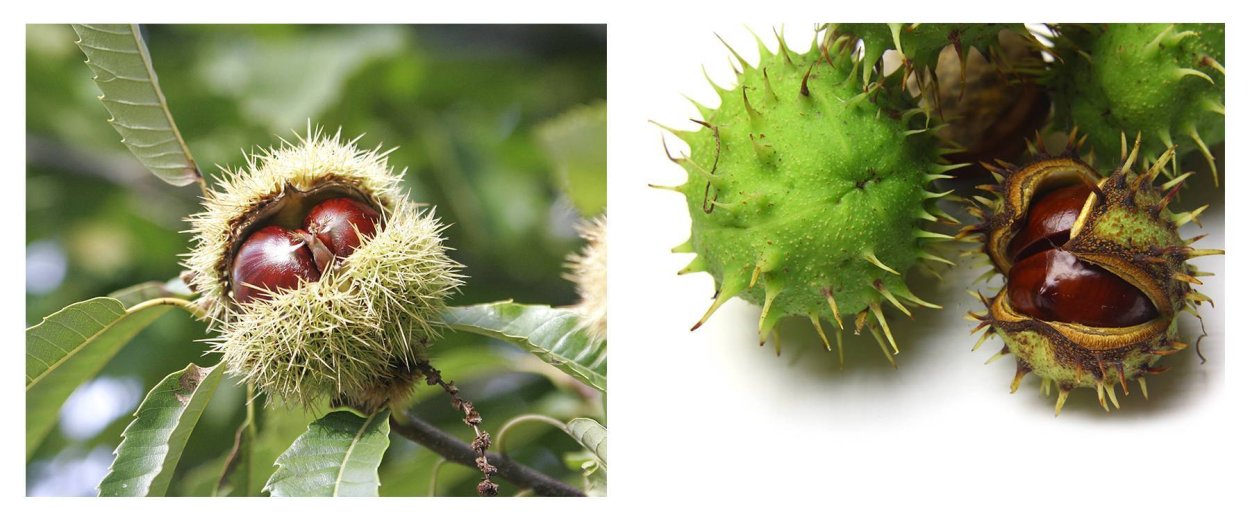 Каштан орех несъедобный