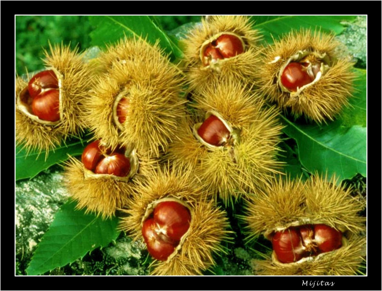 Каштан съедобный саженцы