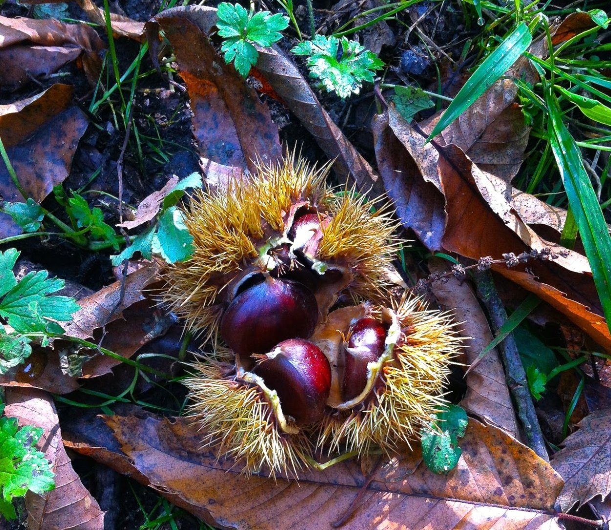 Карликовый каштан съедобный