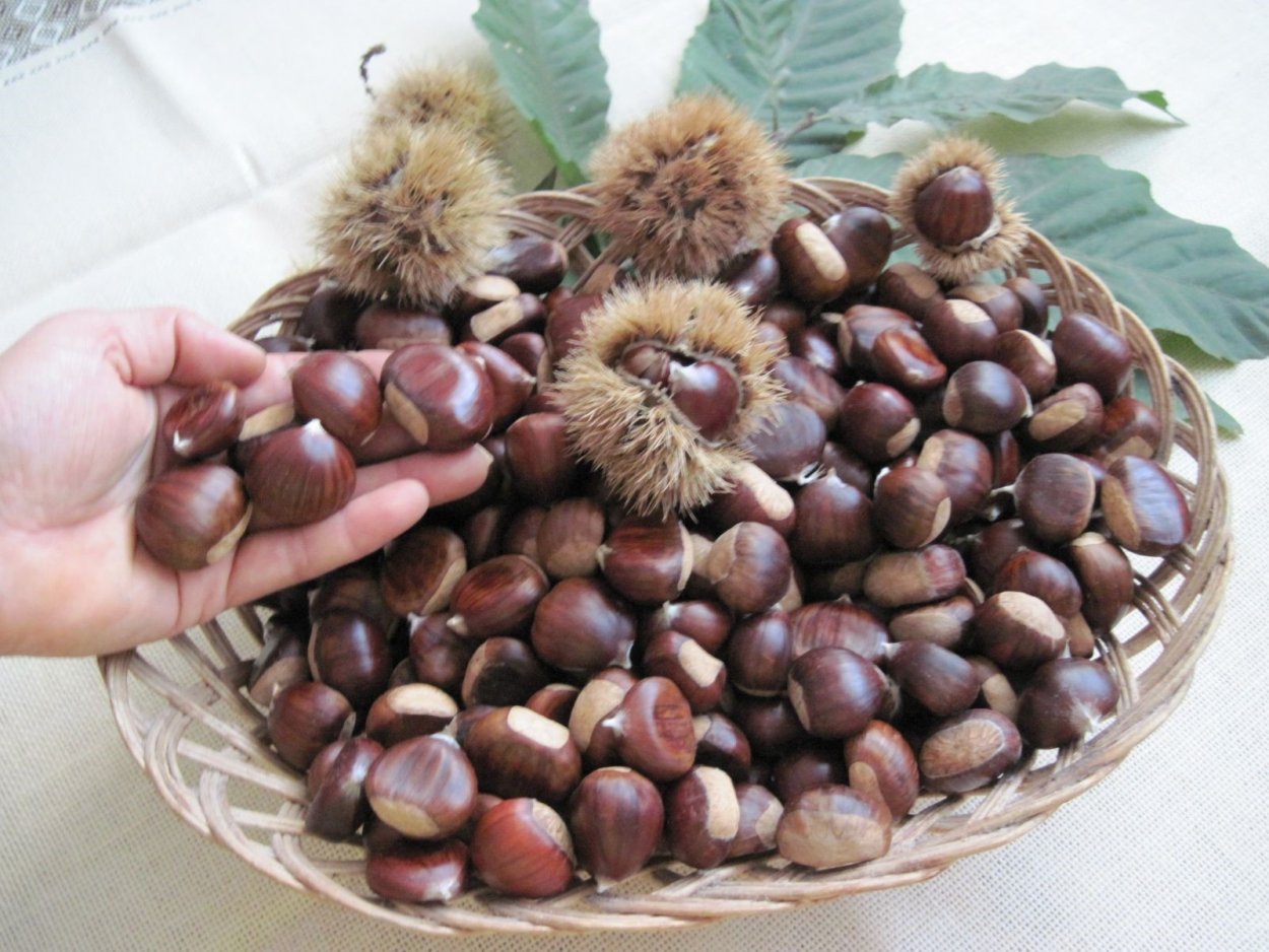 Каштан орех съедобный
