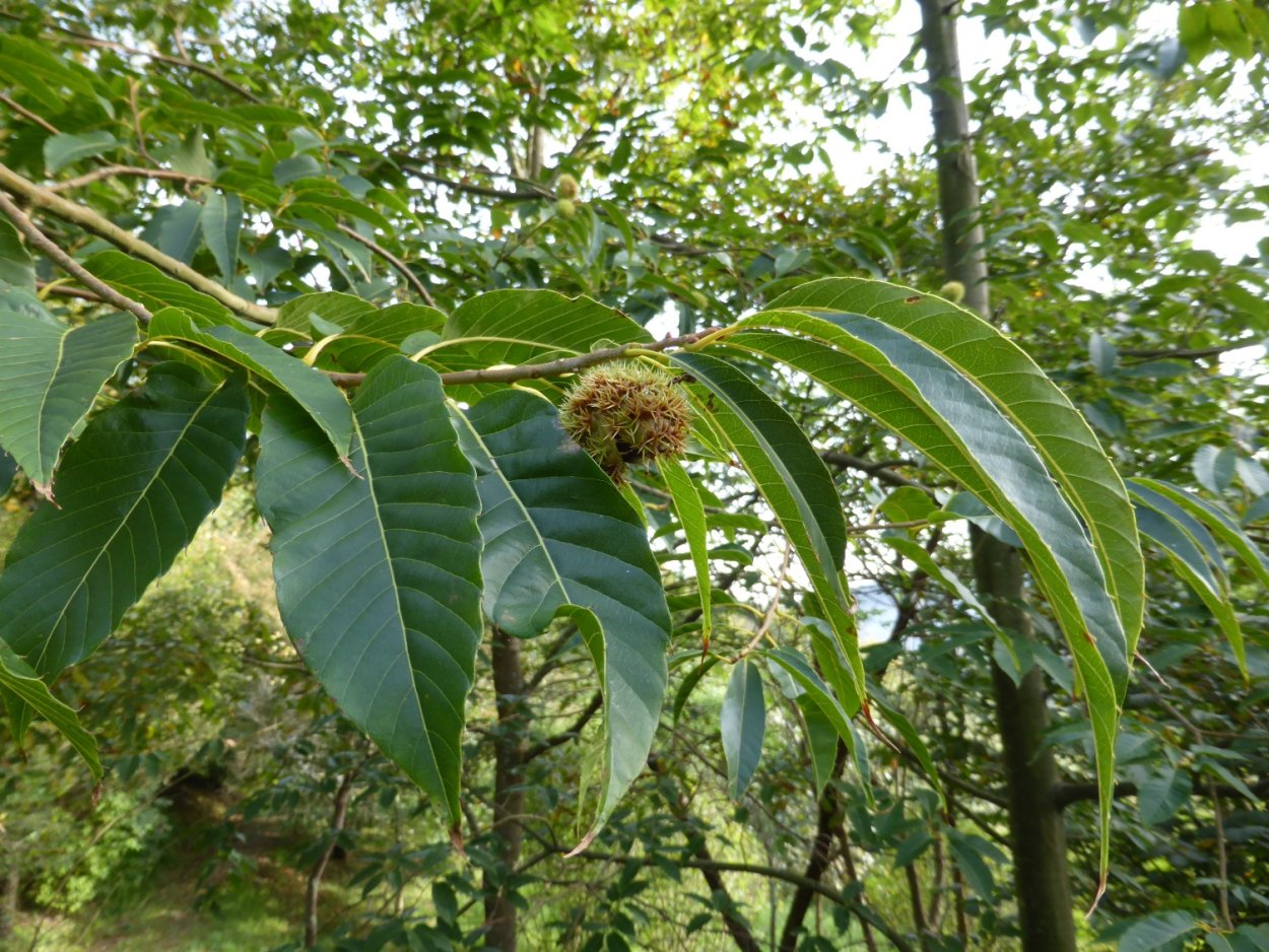 Каштан Генри