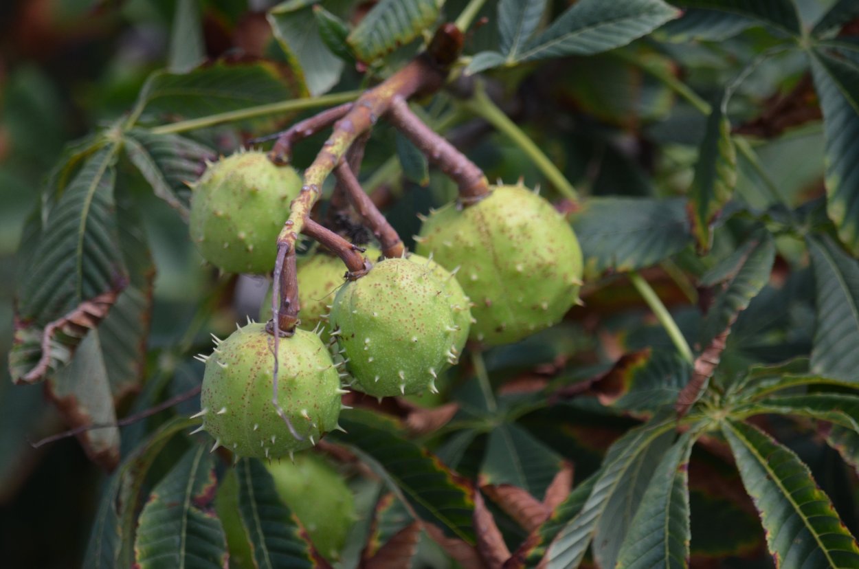 Растение похожее на каштан