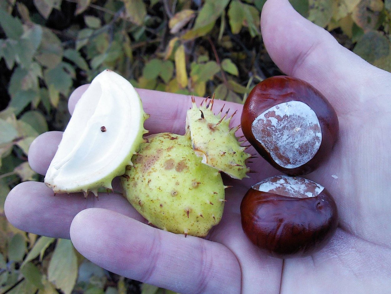 Каштаны съедобные и несъедобные