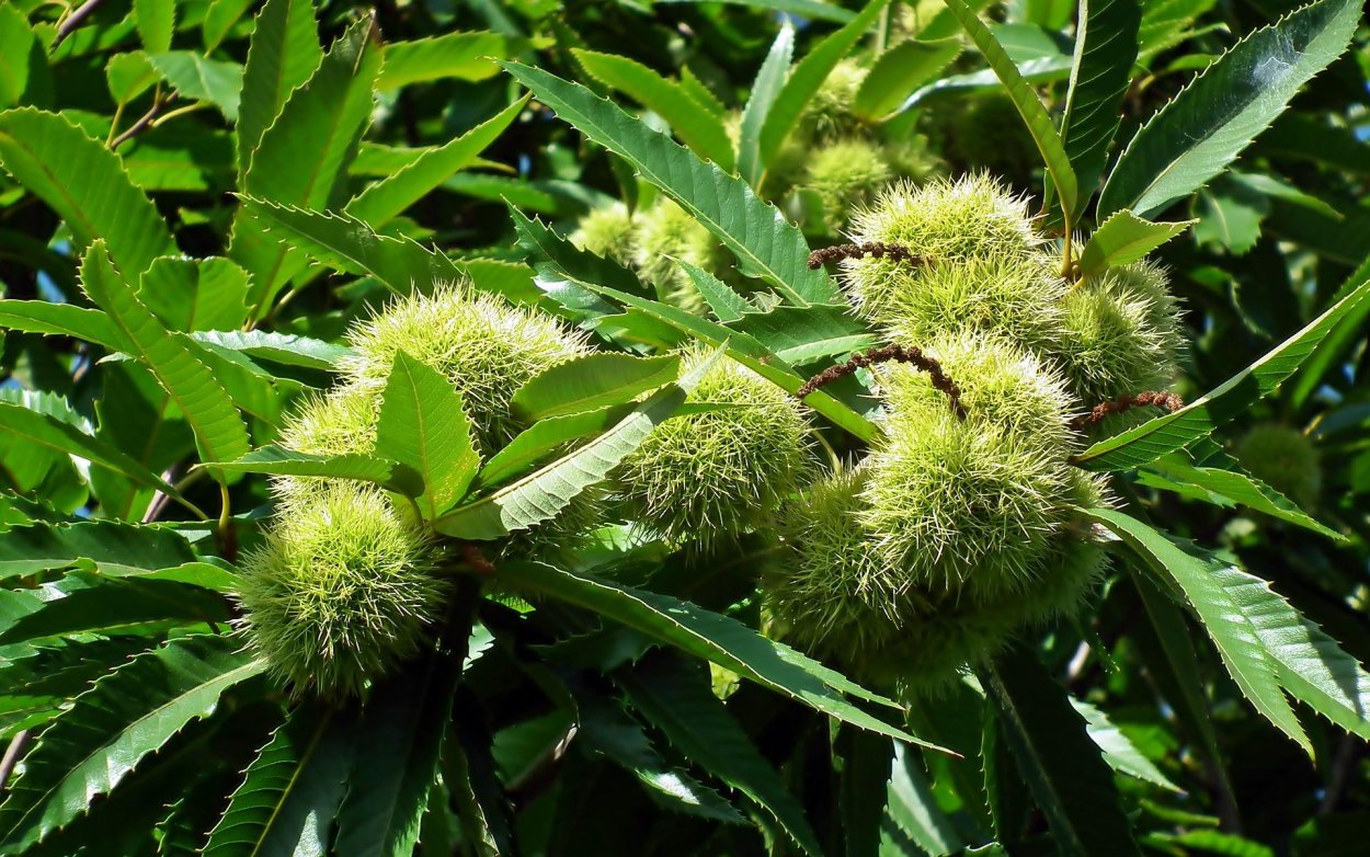 Каштан съедобный