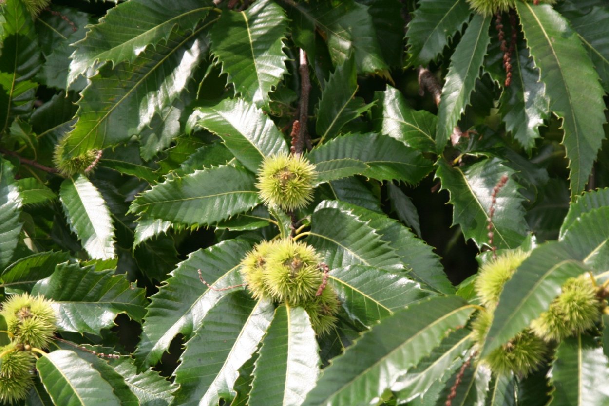 Каштан посевной сатива