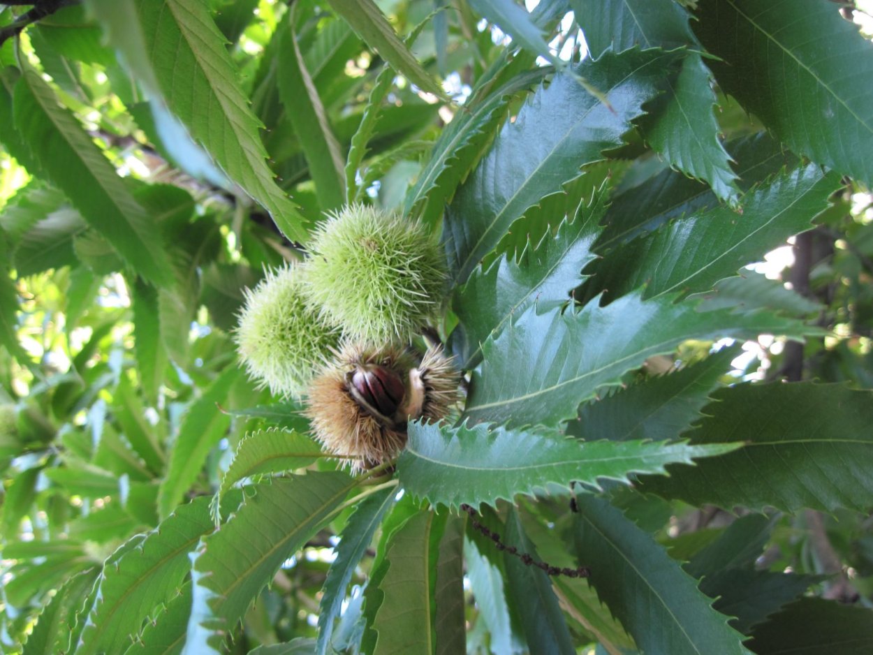 Каштан съедобный (посевной) сатива