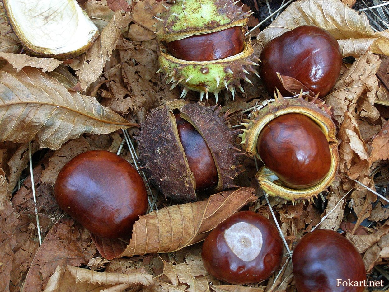 Прорастить конский каштан