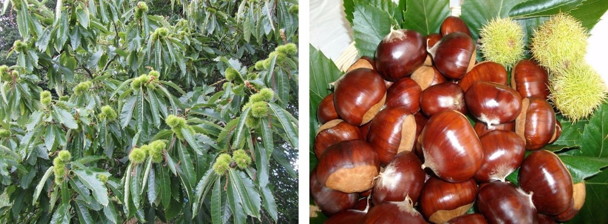 Каштаны съедобные и несъедобные