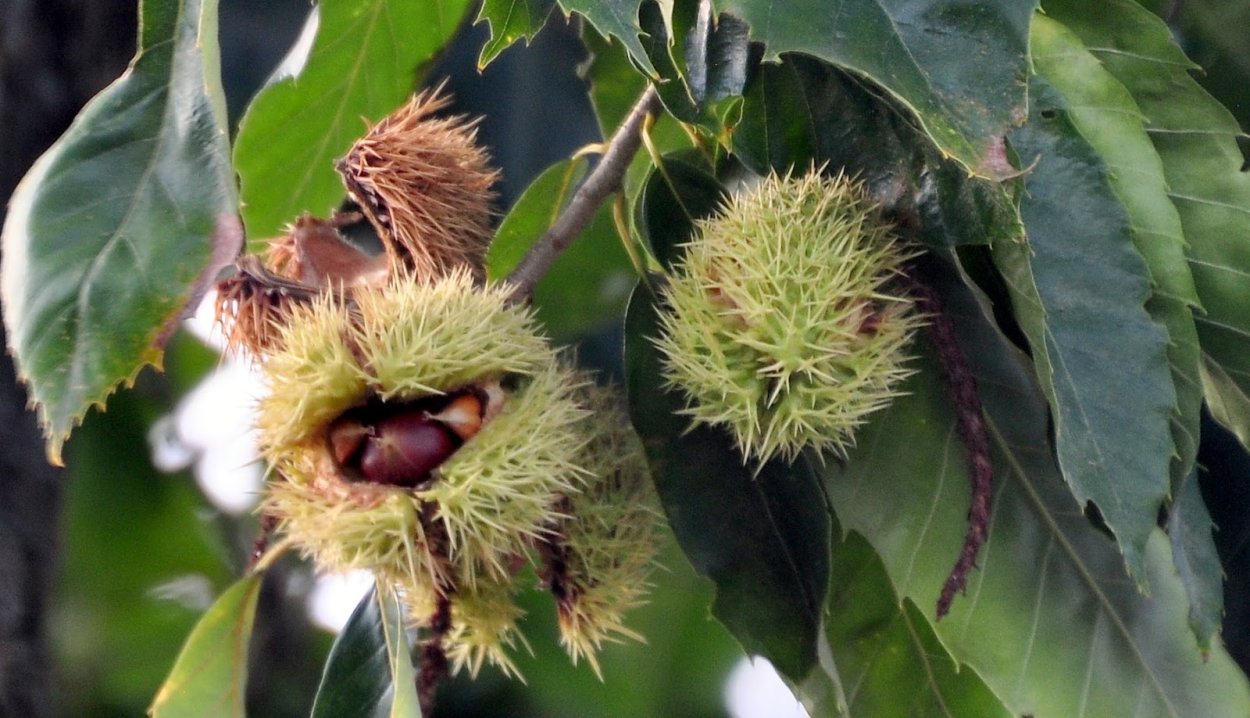 Каштан низкорослый (Castanea pumila)