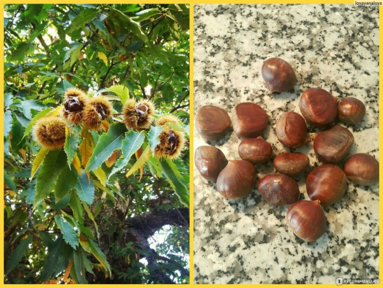 Каштан орех съедобный