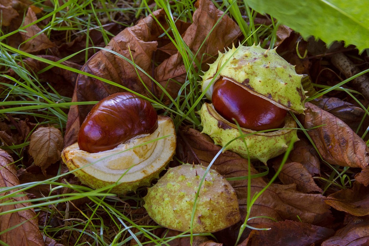 Осень каштаны желуди