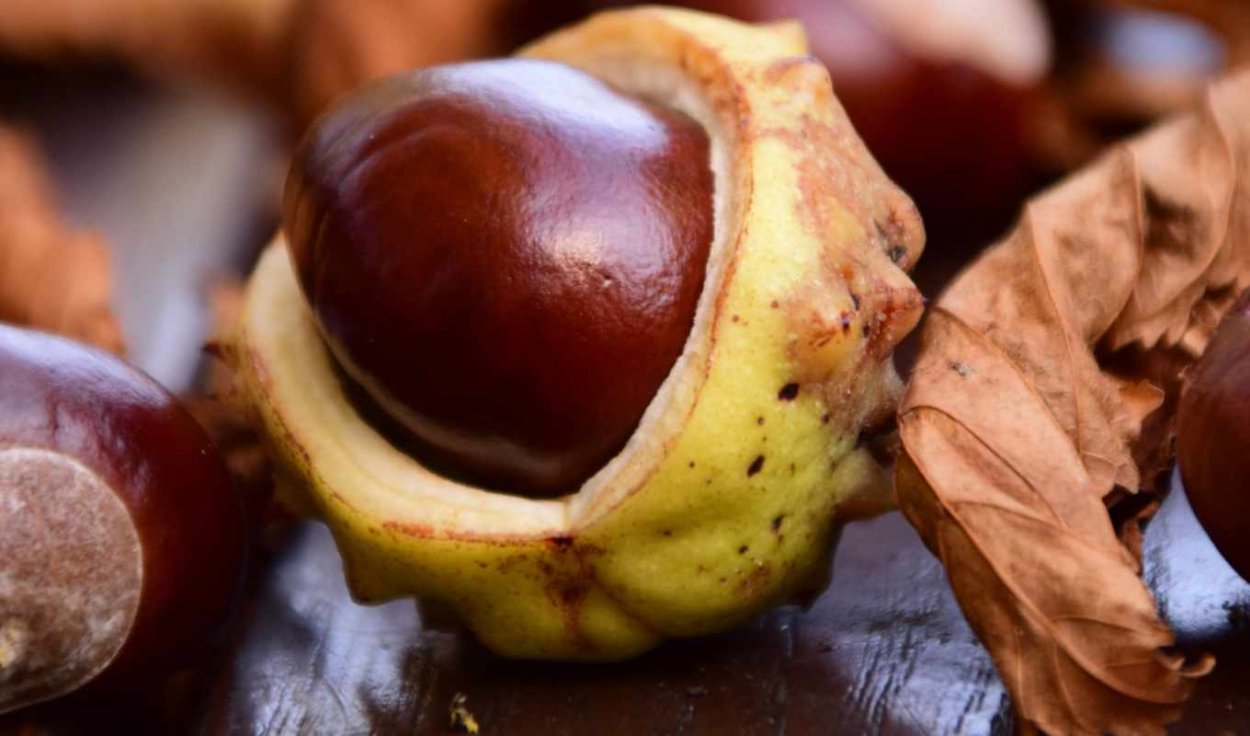 Каштан копченой