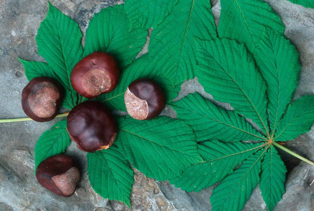 Конский каштан капли