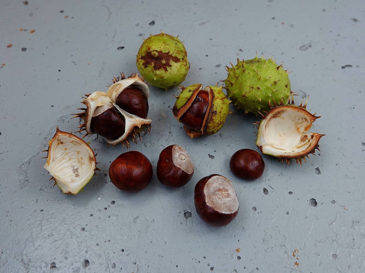 Каштан Генри