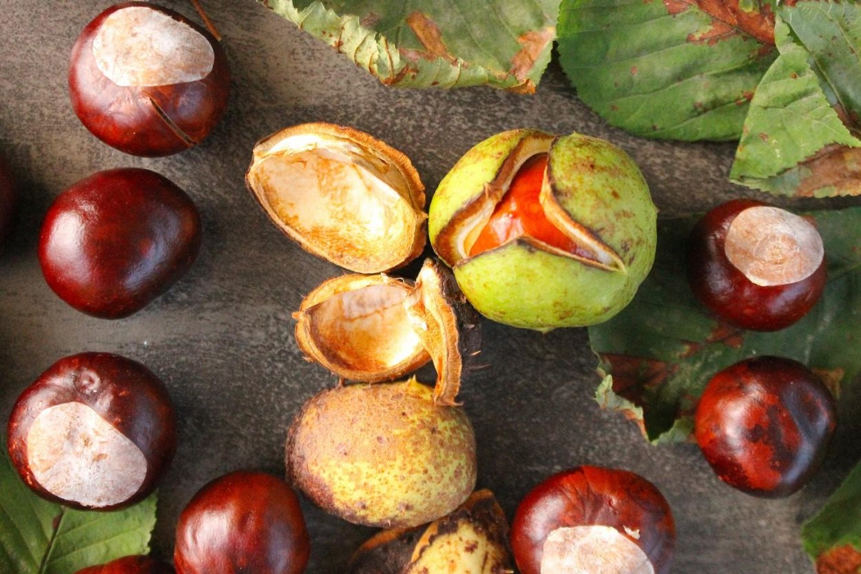 Каштаны съедобные рецепты