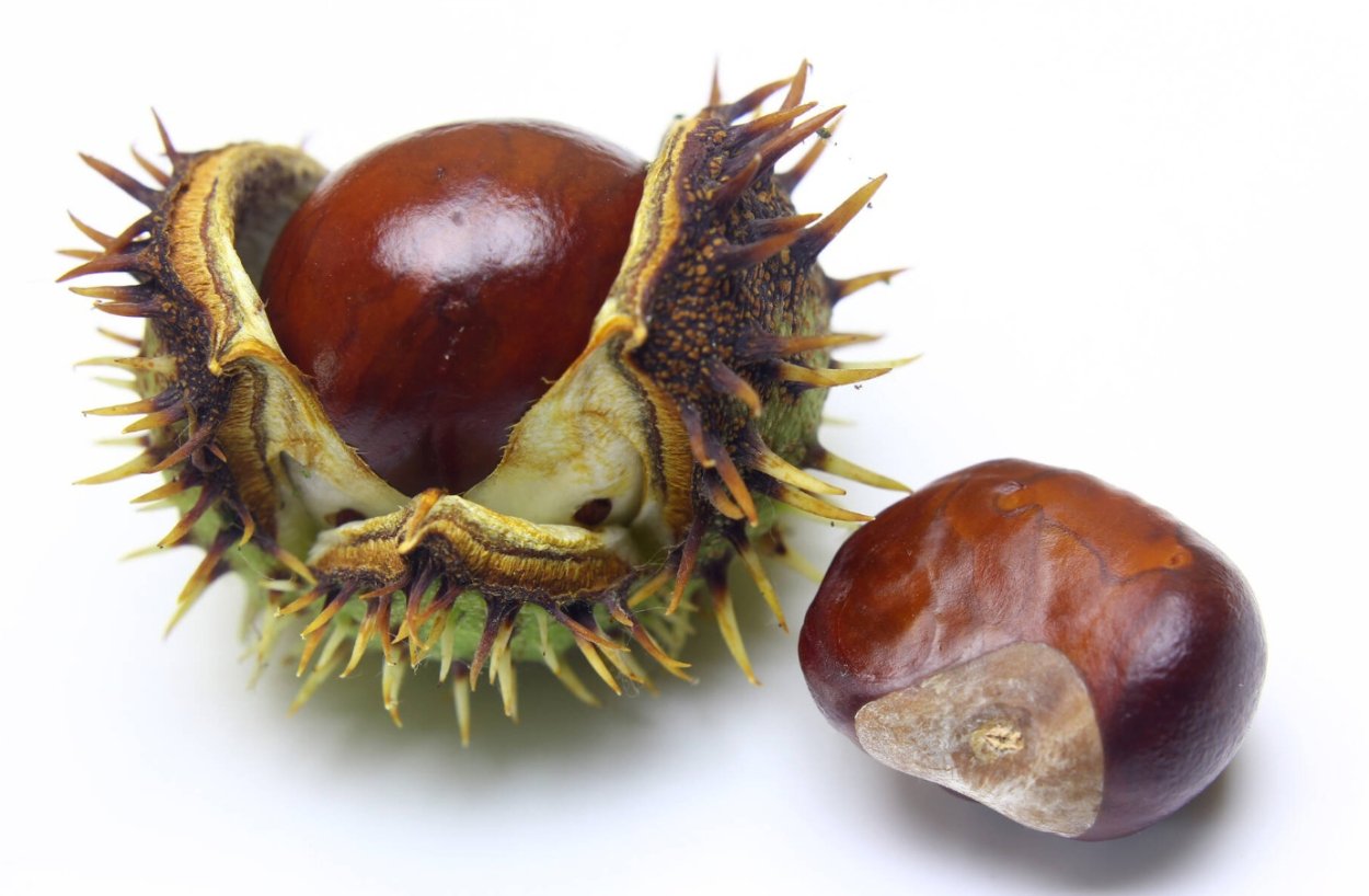 Каштан конский (250гр)