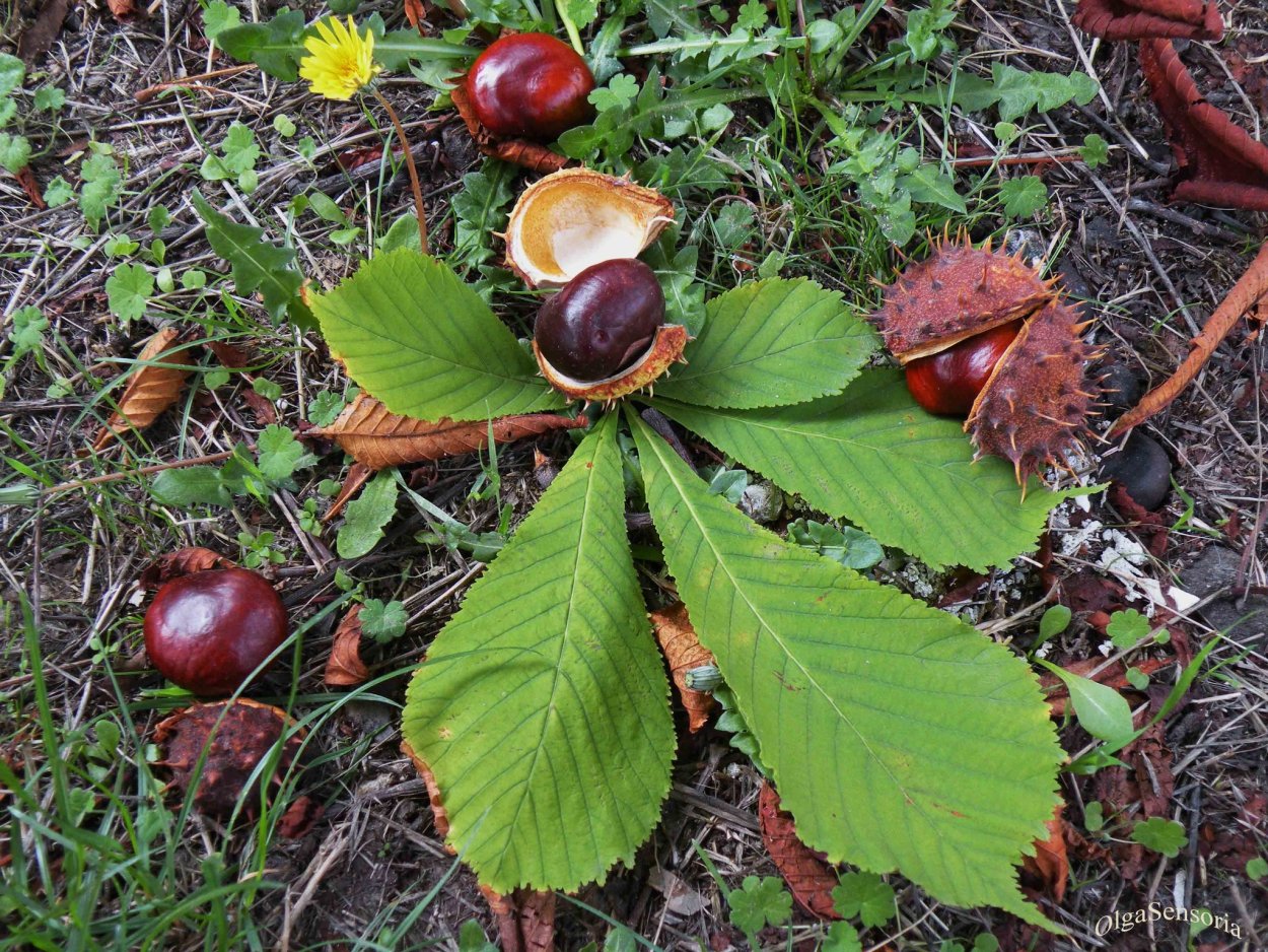 Каштановый лес