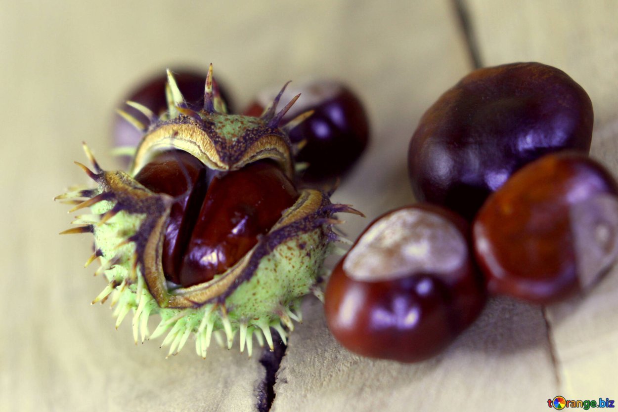 Конский каштан ягоды