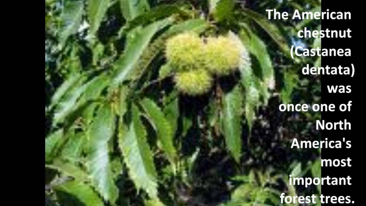 Каштан Сибирский дерево