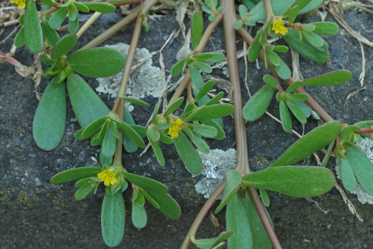 Гречишка вьюнковая (Fallopia Convolvulus)