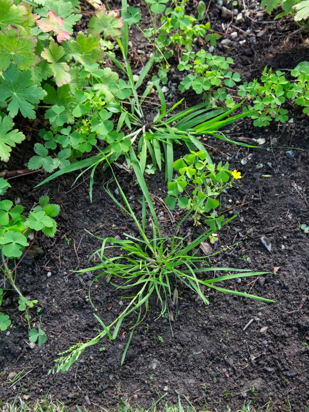 Молочай лозный (Euphorbia virgata)