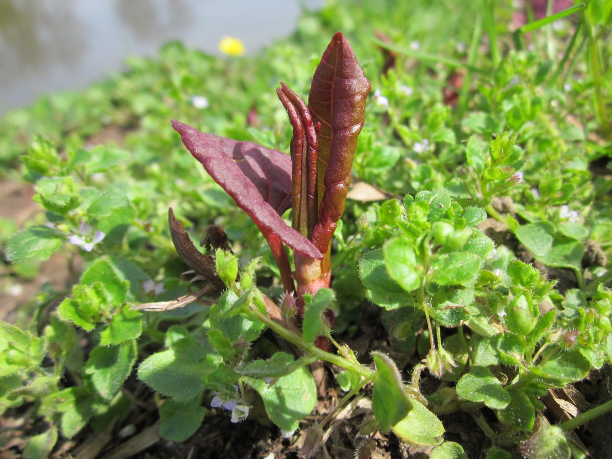 Щавель Лапландский