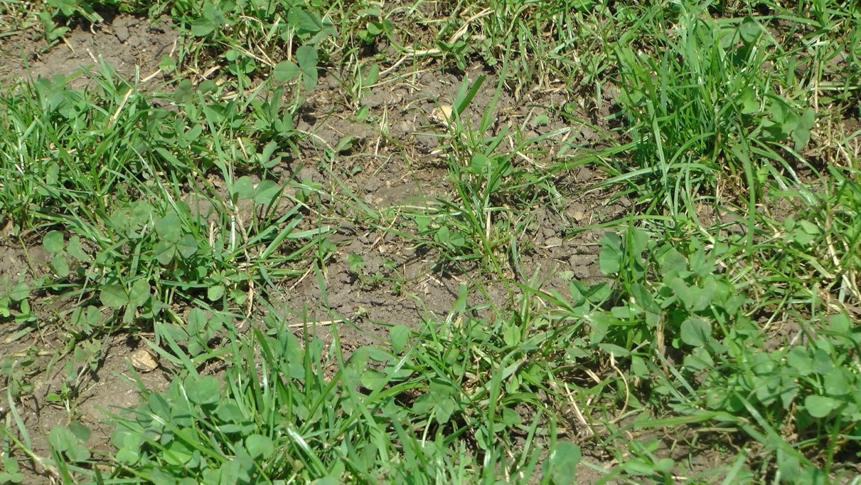 Фиалка Полевая формула цветка