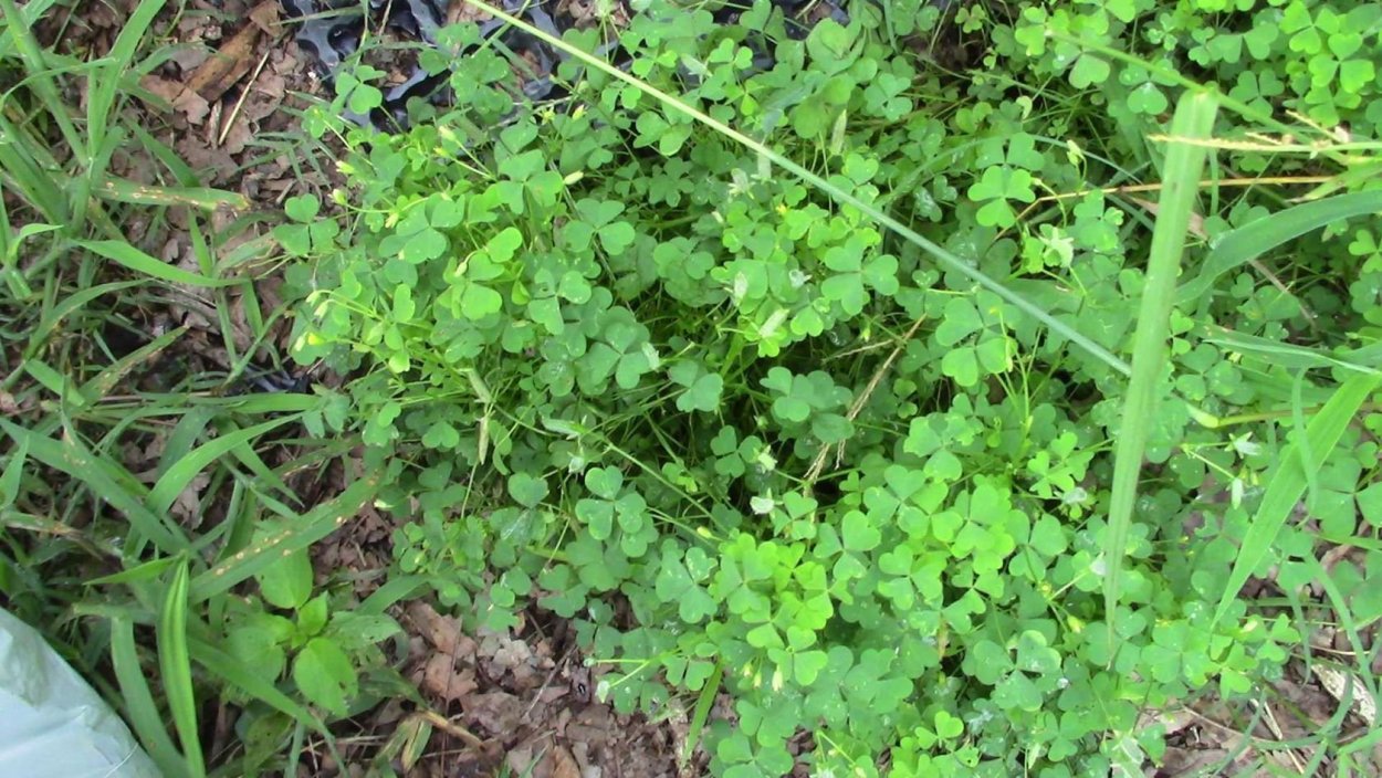 Горец вьюнковый (Polygonum Convolvulus l.)
