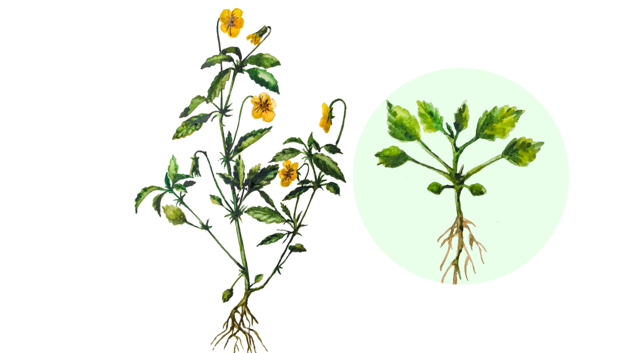 Корень одуванчика