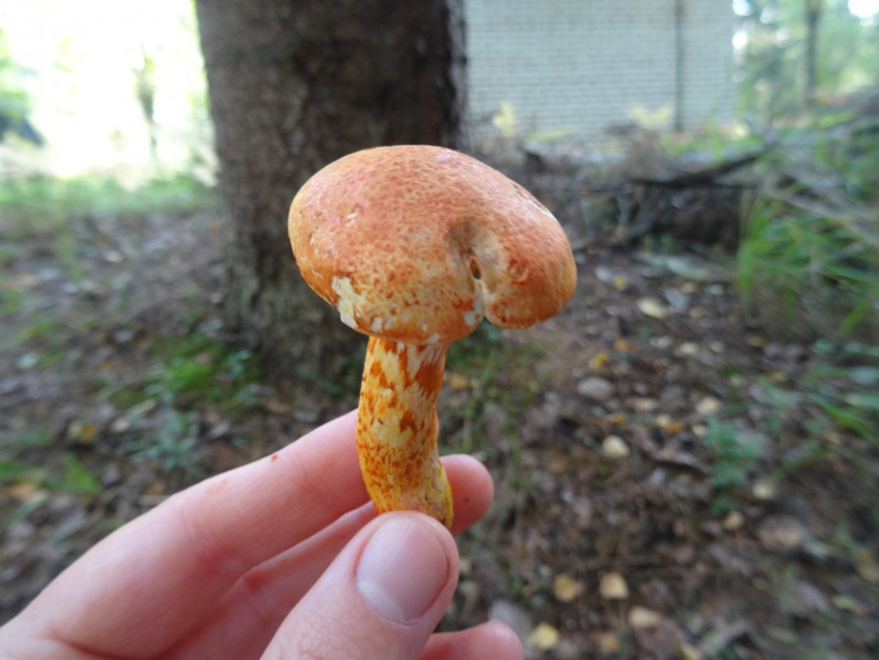 Белые маслята