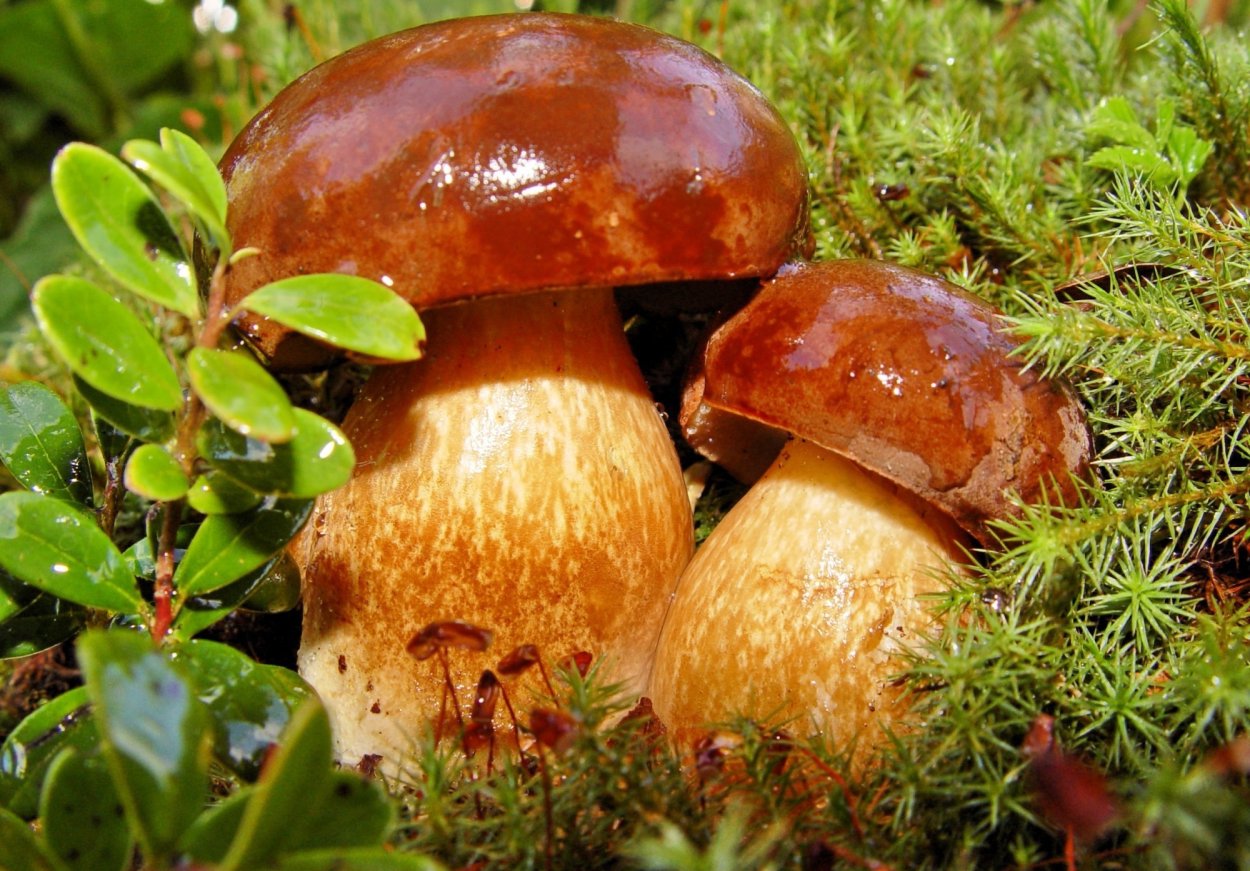 Грибы маслята этикетка