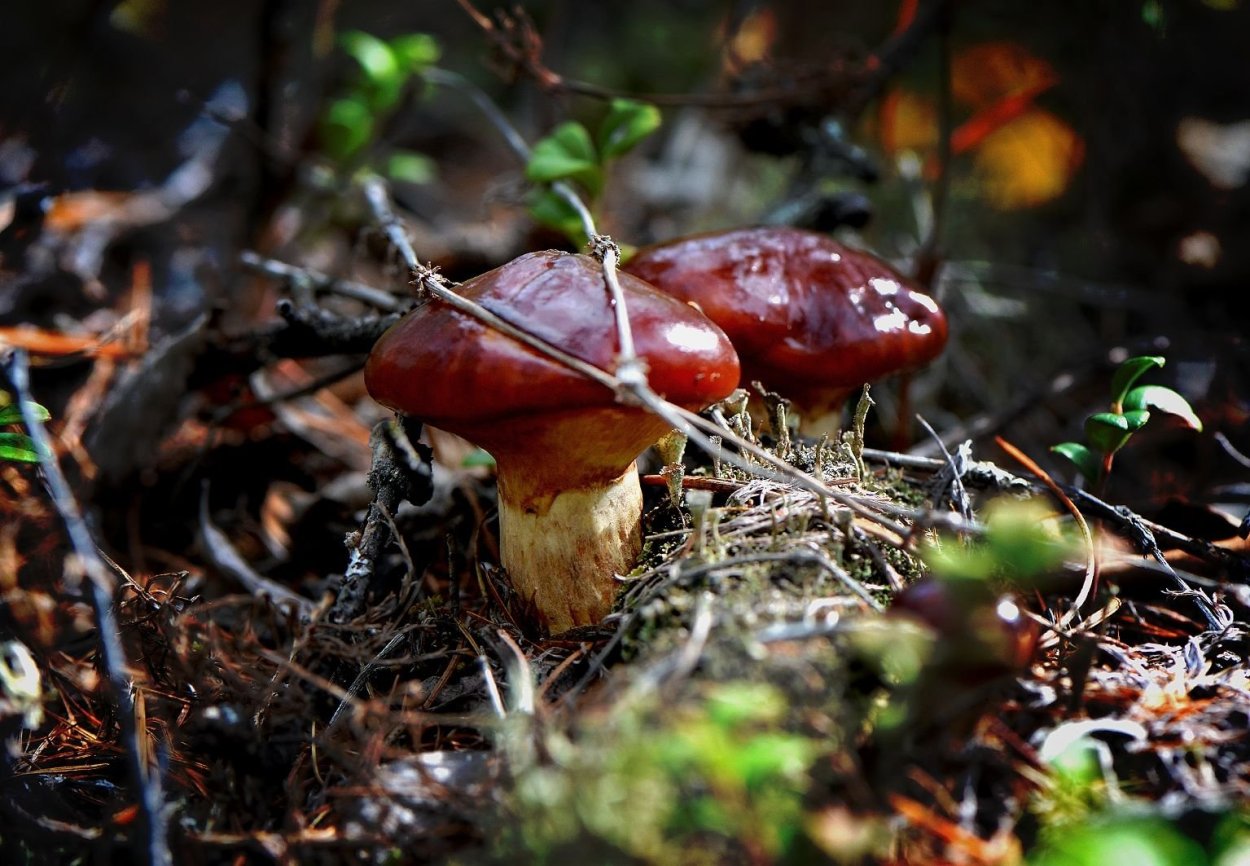 Ложный масленок лиственничный