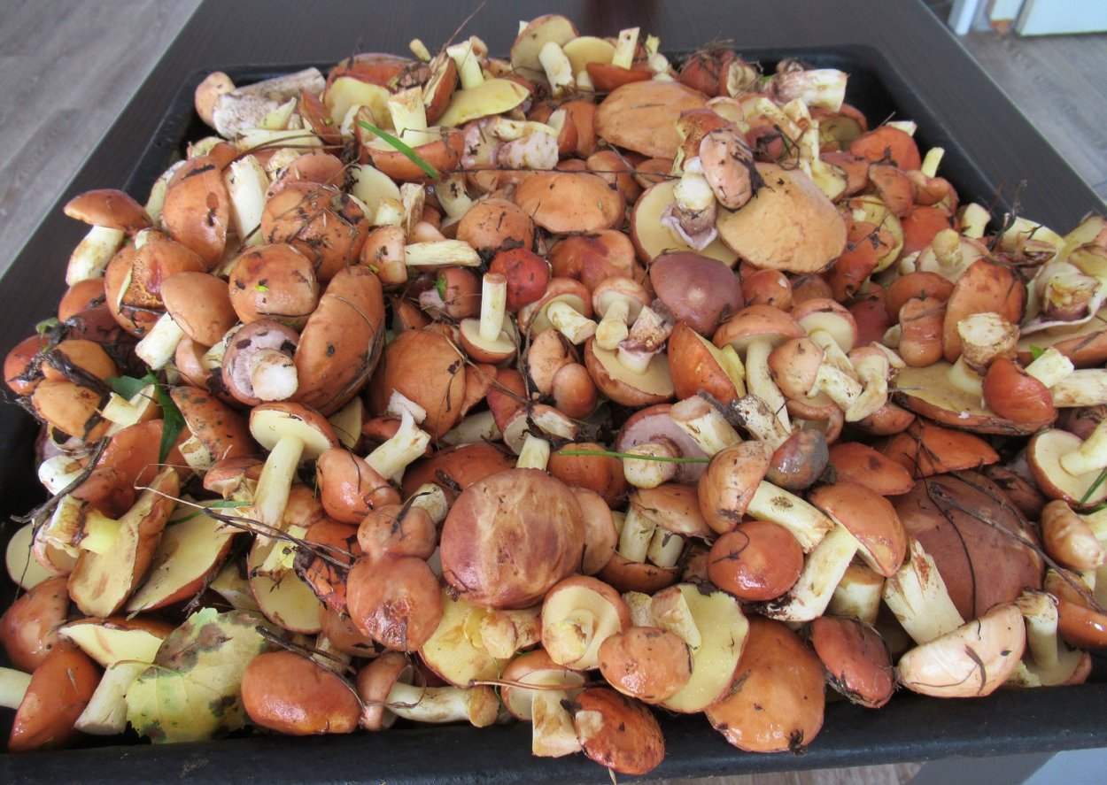 Королевский масленок