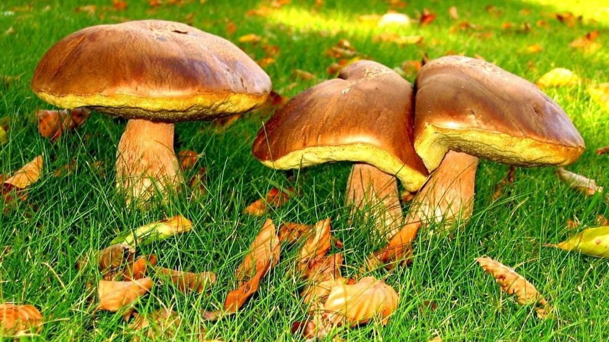 По опушкам леса растут грибы