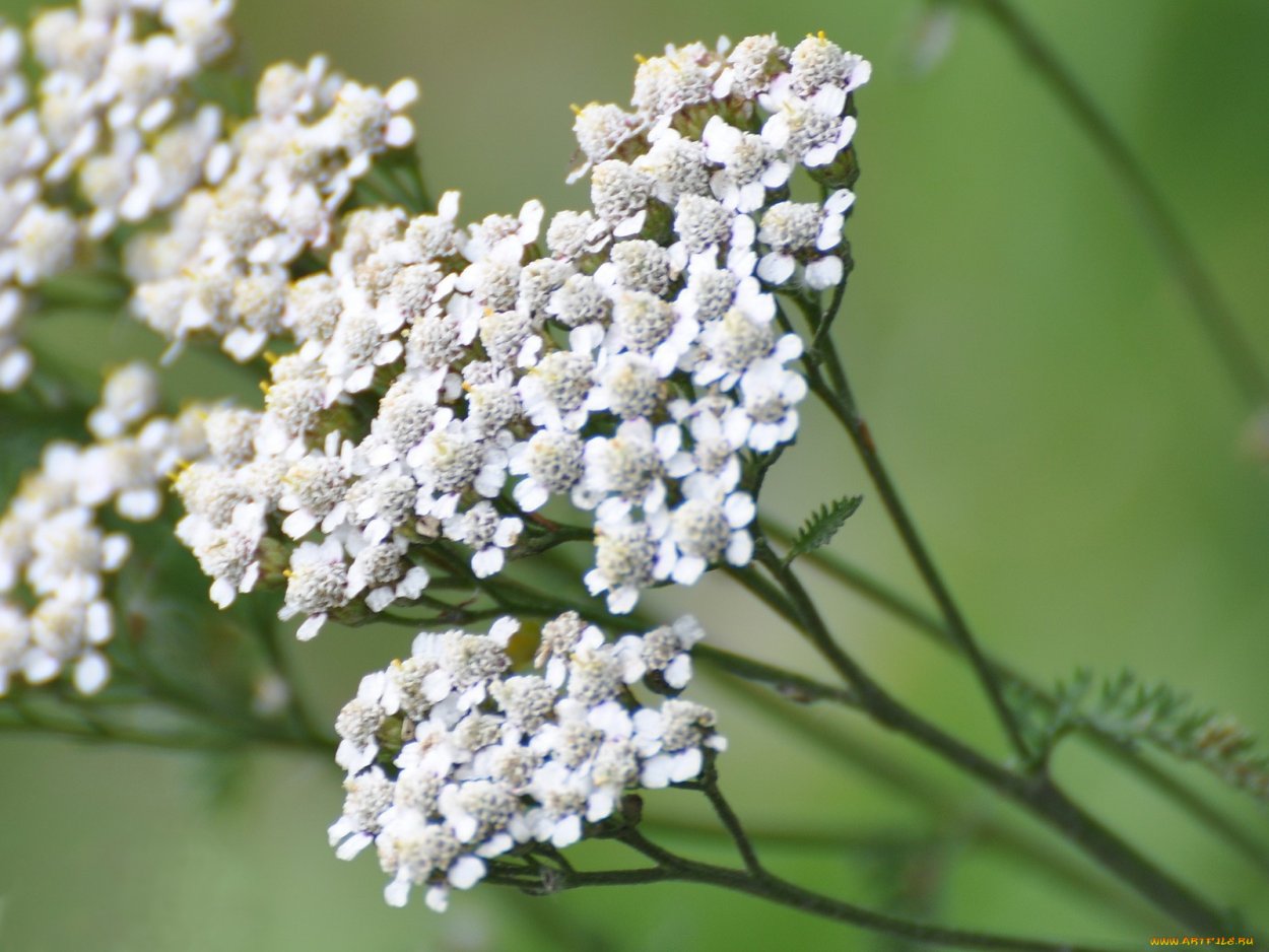 Полевой цветок белый зонтичный