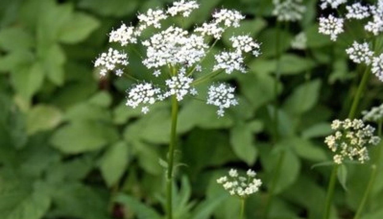 Белый зонтичный сорняк