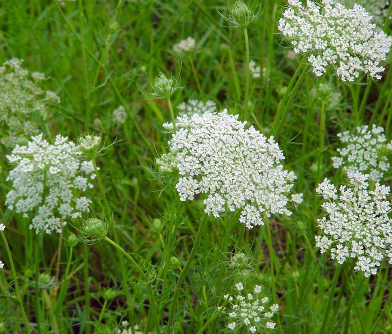 Тмин анис полевой
