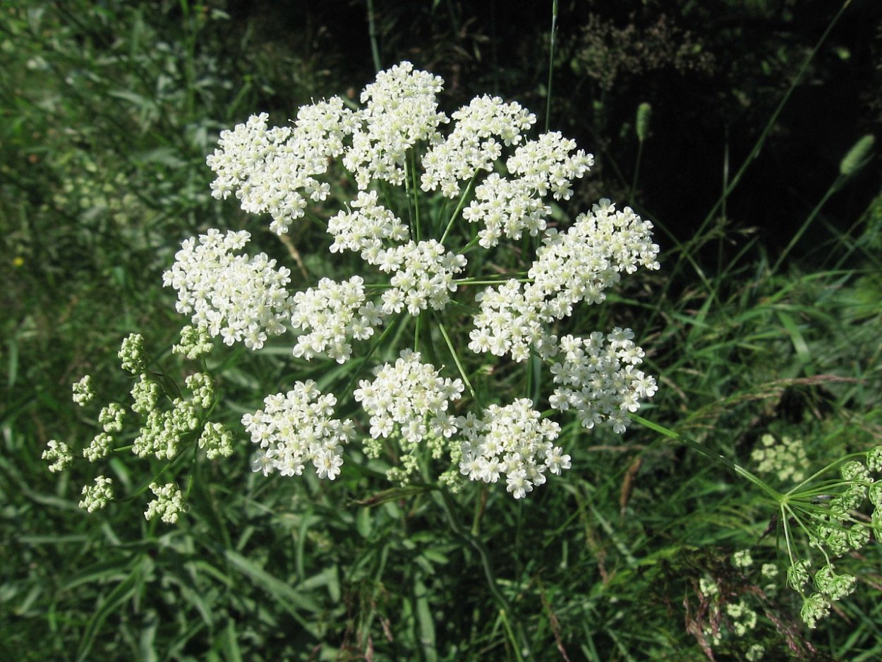 Cow parsley растение