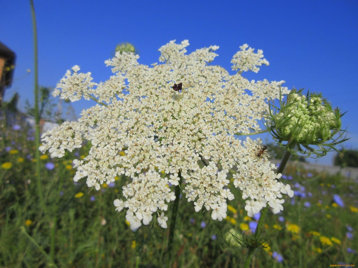 Полевой цветок белый зонтичный