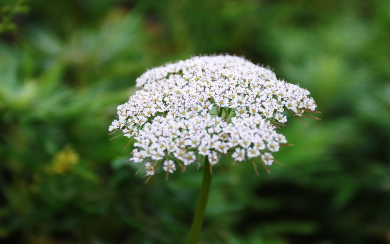 Белые зонтичные цветы таволга