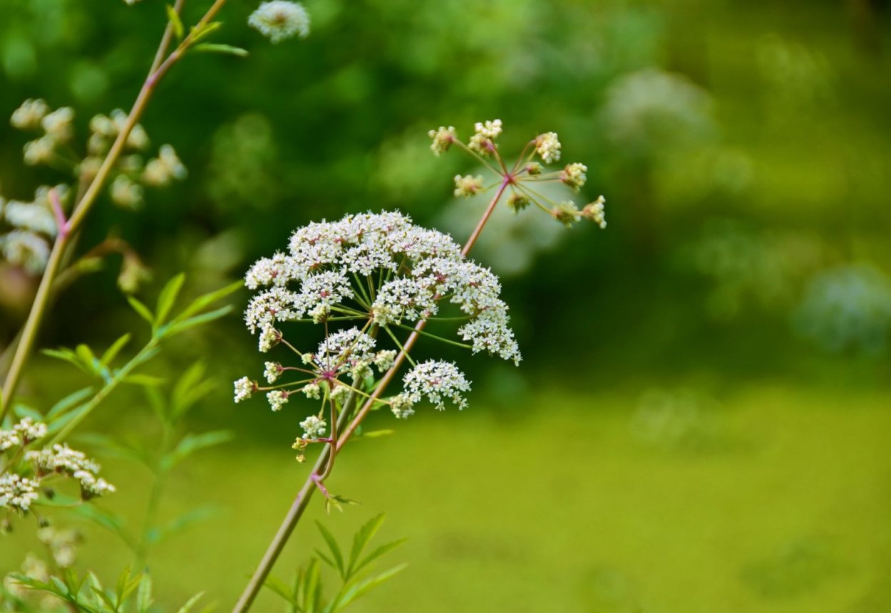 Купырь полевой