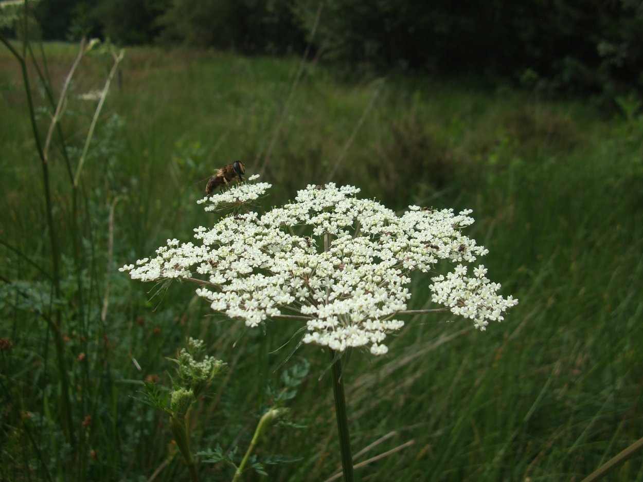 Цветок тысячелистник таволга