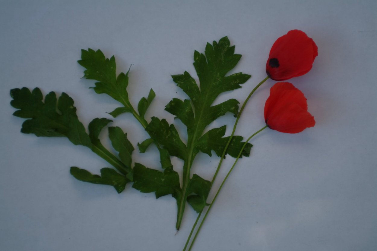 Форма листьев мака