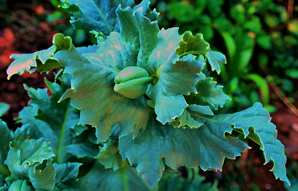 Листья мака