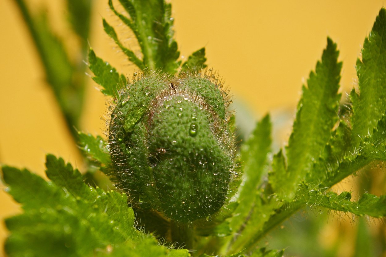 Мак листочки