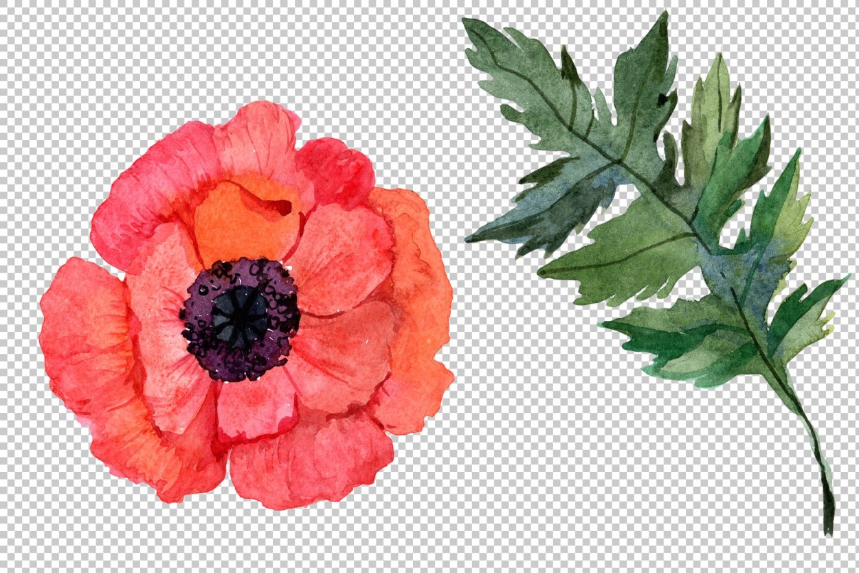 Листья мака акварель
