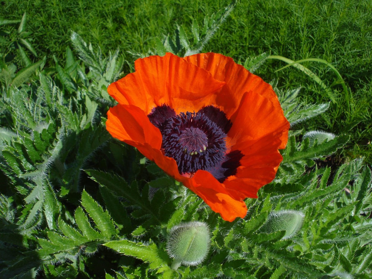 Мак Papaver Cardinal