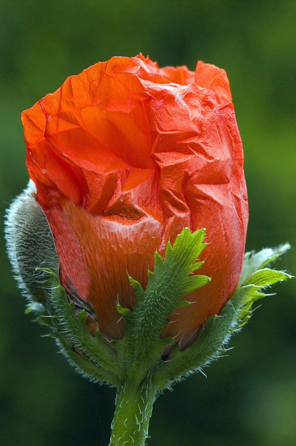 Чашелистик мака