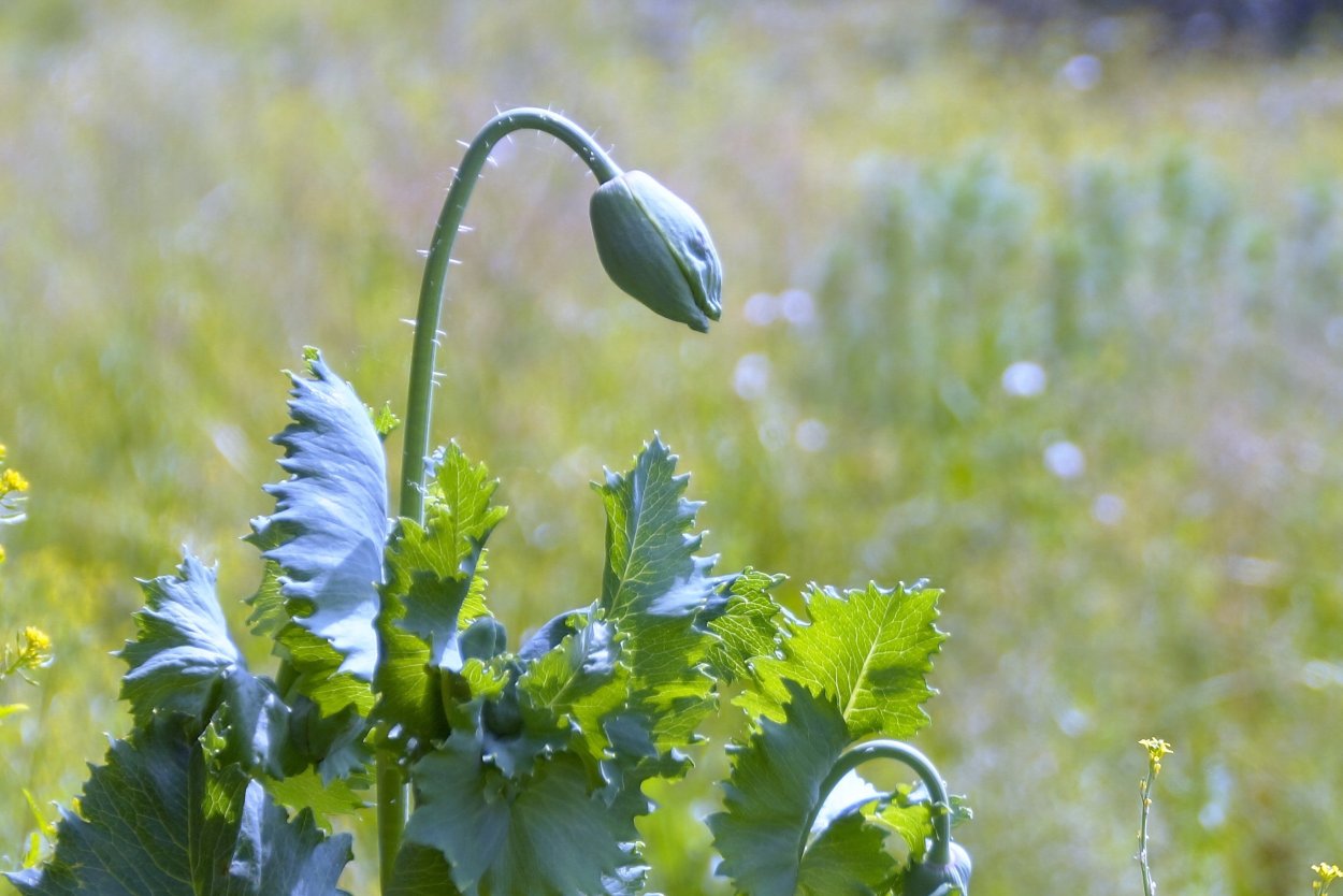 Листик мака